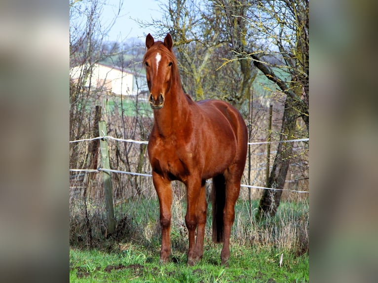 Anglo-Arabo Stute 6 Jahre 158 cm Fuchs in Kehl