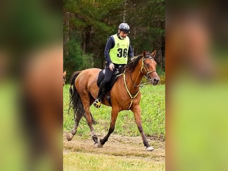 Anglo-Arabo Stute 6 Jahre 164 cm Brauner in Cambados (Santa Mariña)