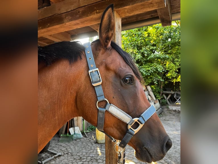 Anglo-Arabo Stute 7 Jahre 151 cm Brauner in Wermsdorf