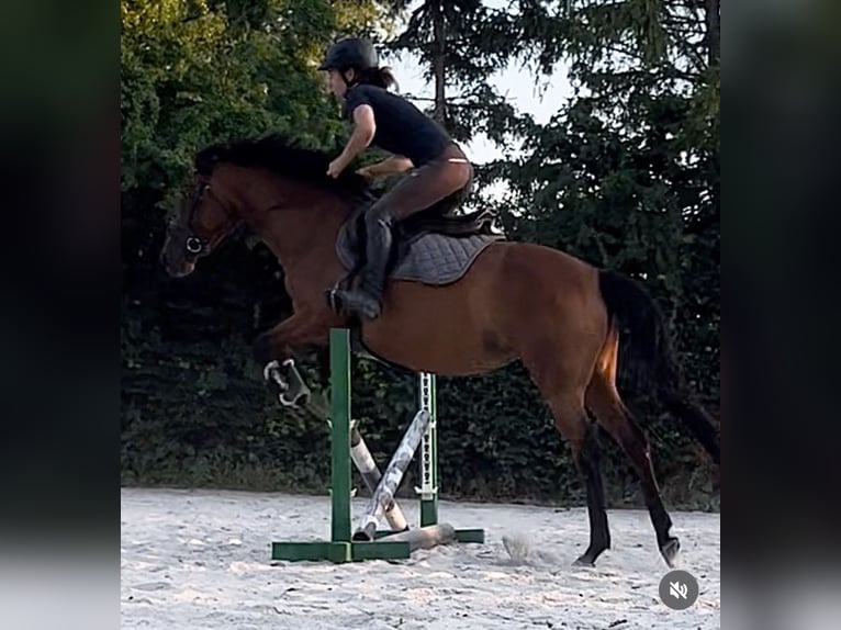 Anglo-Arabo Stute 7 Jahre 151 cm Brauner in Wermsdorf