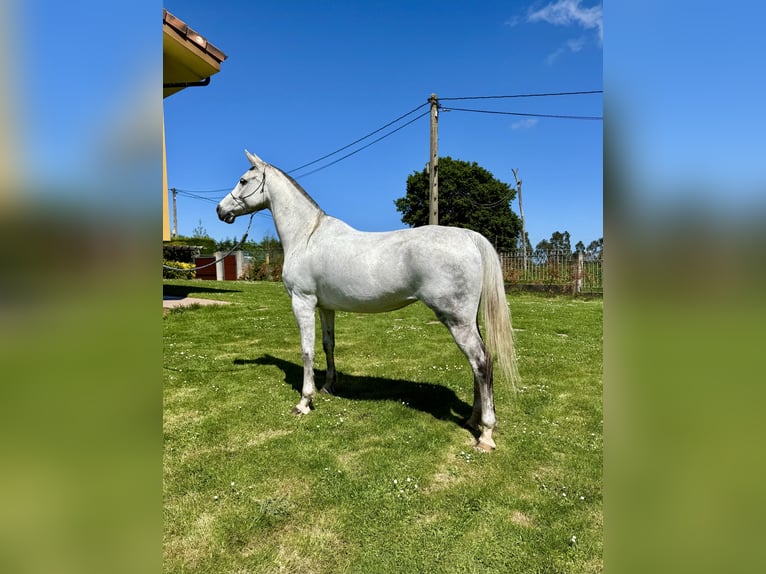 Anglo-Arabo Stute 7 Jahre 157 cm Schimmel in Piedras Blancas