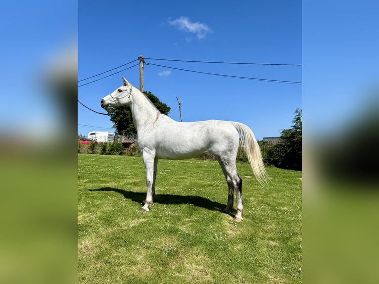 Anglo-Arabo Stute 7 Jahre 157 cm Schimmel in Piedras Blancas