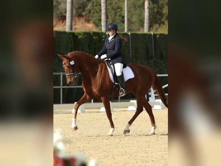 Anglo-Arabo Stute 7 Jahre Fuchs in Jerez De La Frontera