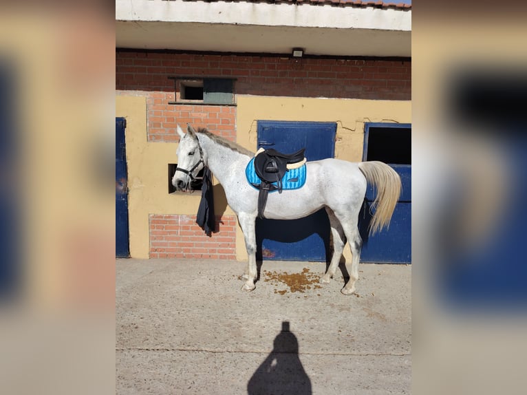 Anglo-Arabo Stute 8 Jahre 157 cm Schimmel in Madrid