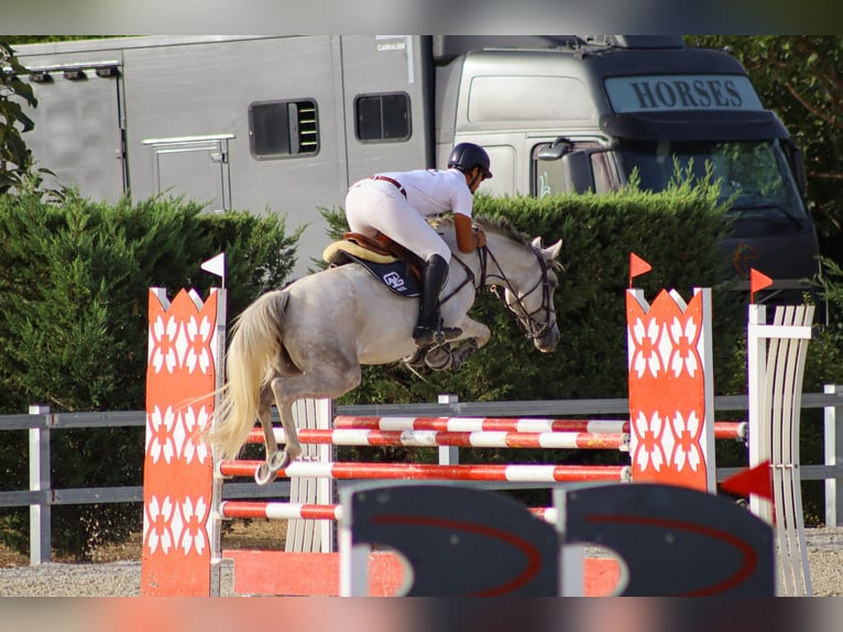 Anglo-Arabo Stute 8 Jahre 160 cm Schimmel in Fuente El Saz De Jarama