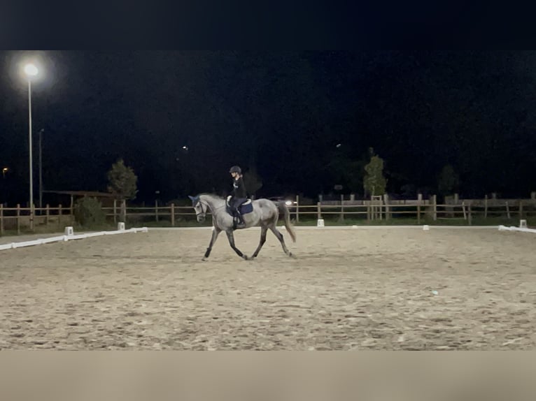 Anglo-Arabo Mix Stute 8 Jahre 169 cm in Trieste