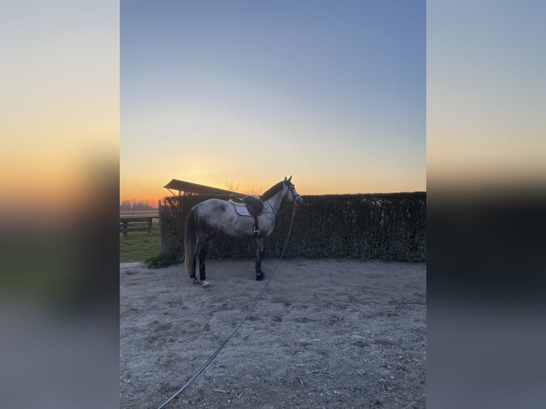 Anglo-Arabo Mix Stute 8 Jahre 169 cm in Trieste