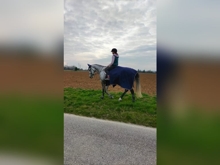 Anglo-Arabo Mix Stute 8 Jahre 169 cm in Trieste
