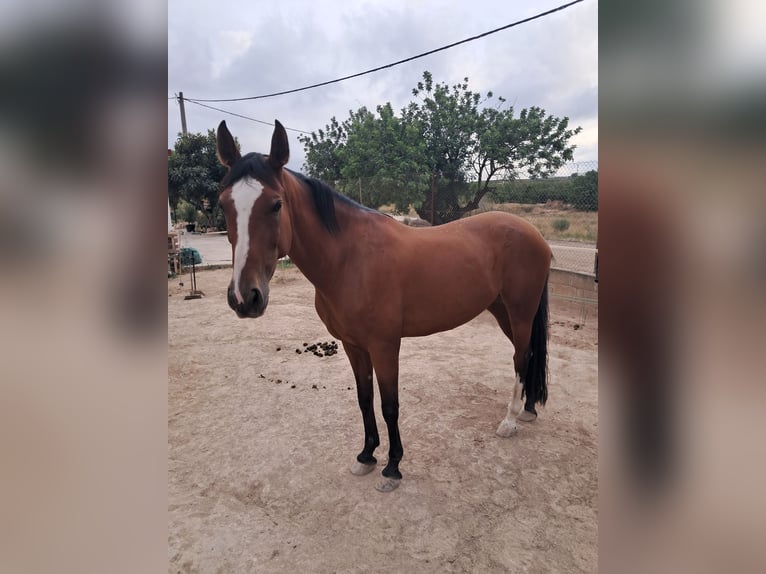 Anglo-Arabo Stute 8 Jahre Brauner in Chiva