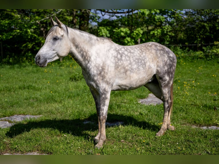 Anglo-Arabo Wallach 10 Jahre 150 cm Schimmel in Corcelles BE