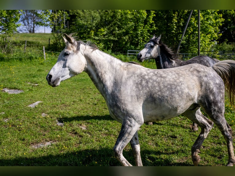 Anglo-Arabo Wallach 10 Jahre 150 cm Schimmel in Corcelles BE