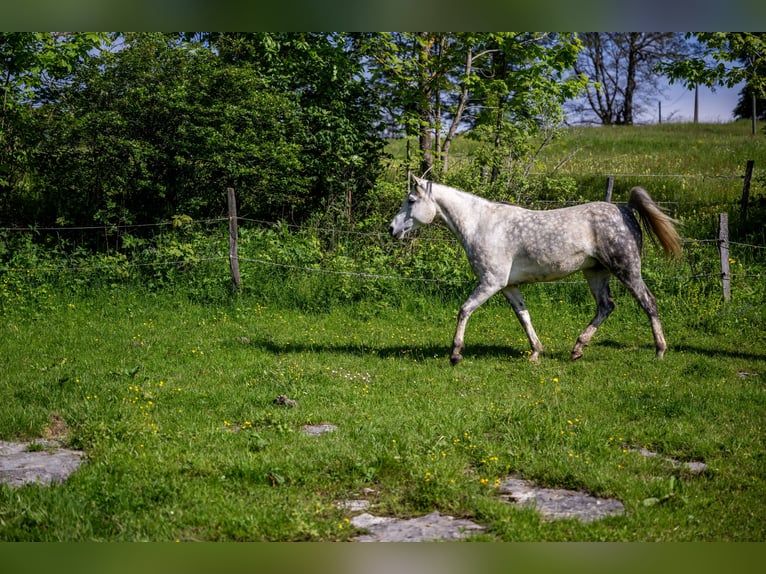 Anglo-Arabo Wallach 10 Jahre 150 cm Schimmel in Corcelles BE