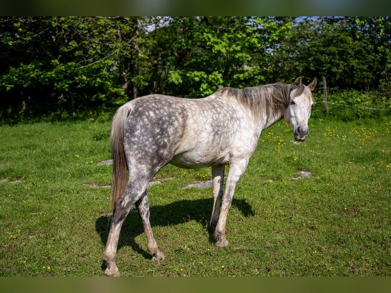 Anglo-Arabo Wallach 10 Jahre 150 cm Schimmel in Corcelles BE