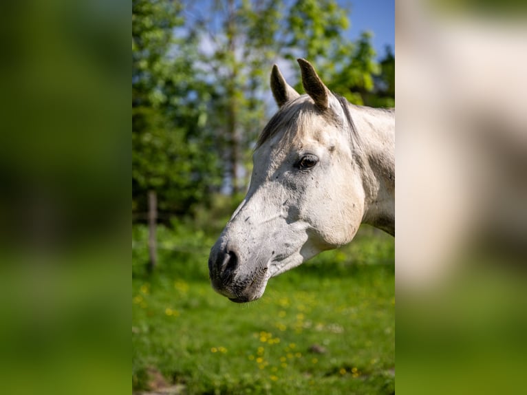 Anglo-Arabo Wallach 10 Jahre 150 cm Schimmel in Corcelles BE