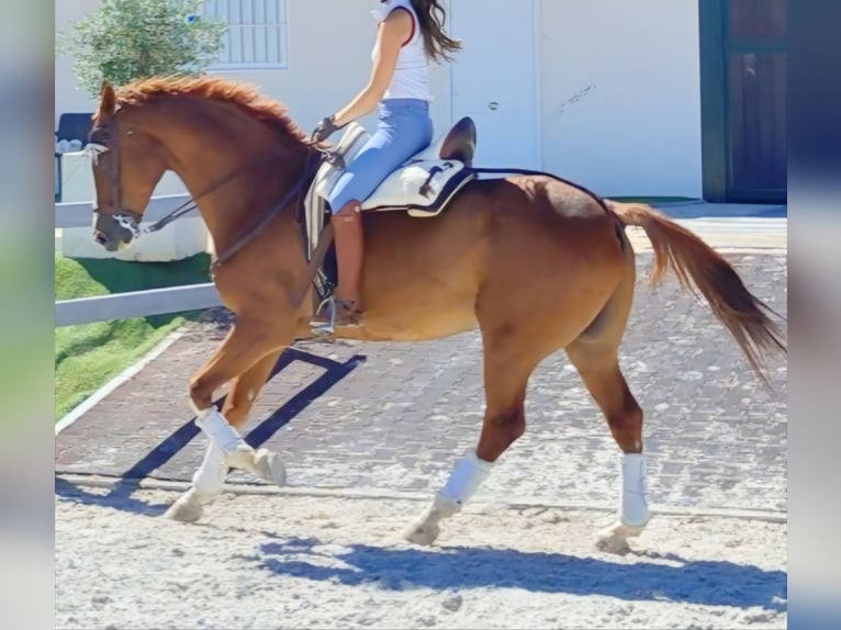 Anglo-Arabo Wallach 10 Jahre 168 cm Fuchs in Alcobendas