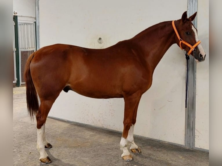 Anglo-Arabo Wallach 10 Jahre 168 cm Fuchs in Alcobendas