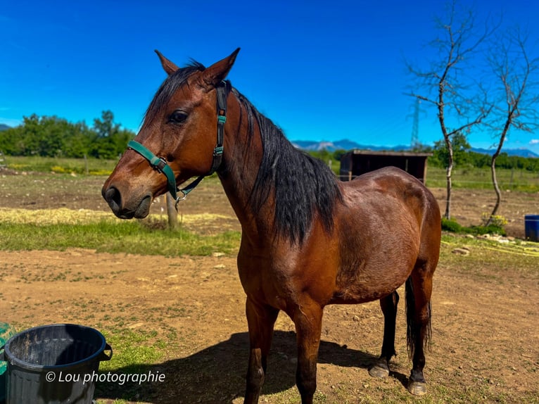 Anglo-Arabo Wallach 11 Jahre 158 cm Brauner in mison