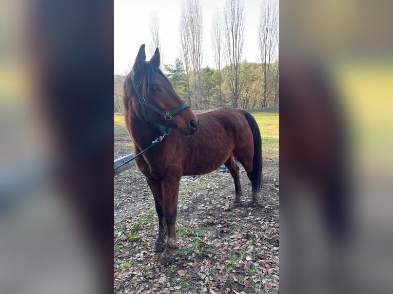 Anglo-Arabo Wallach 11 Jahre 158 cm Brauner in mison