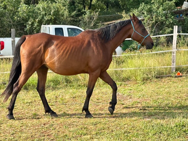 Anglo-Arabo Wallach 11 Jahre 158 cm Brauner in mison