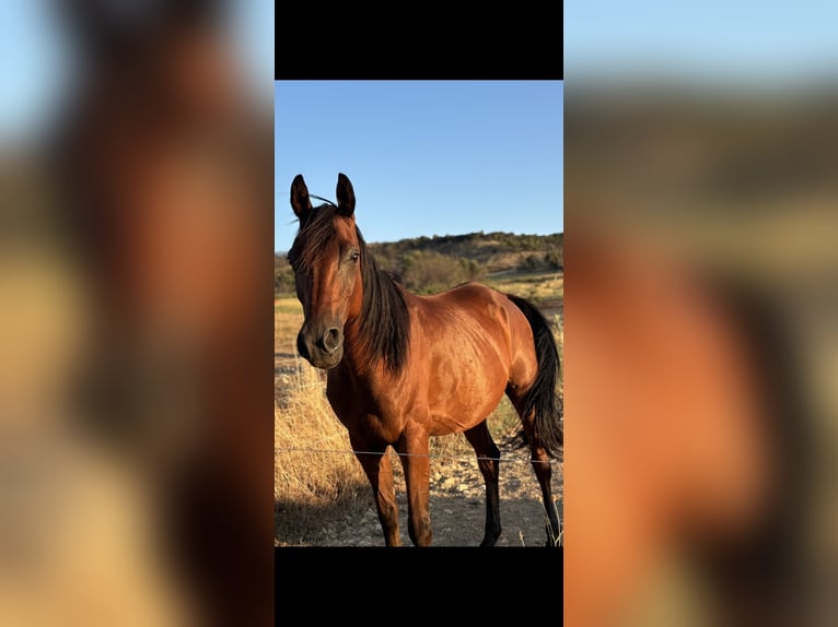 Anglo-Arabo Wallach 11 Jahre 158 cm Brauner in Saint-Maime