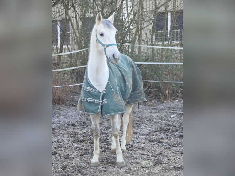 Anglo-Arabo Wallach 12 Jahre 153 cm Schimmel in Schwäbisch Gmünd