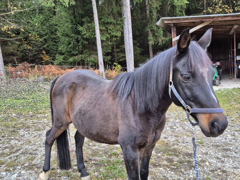 Anglo-Arabo Wallach 12 Jahre 155 cm Dunkelbrauner in Stallhofen