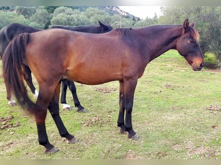 Anglo-Arabo Mix Wallach 13 Jahre 155 cm Brauner in Cannigione