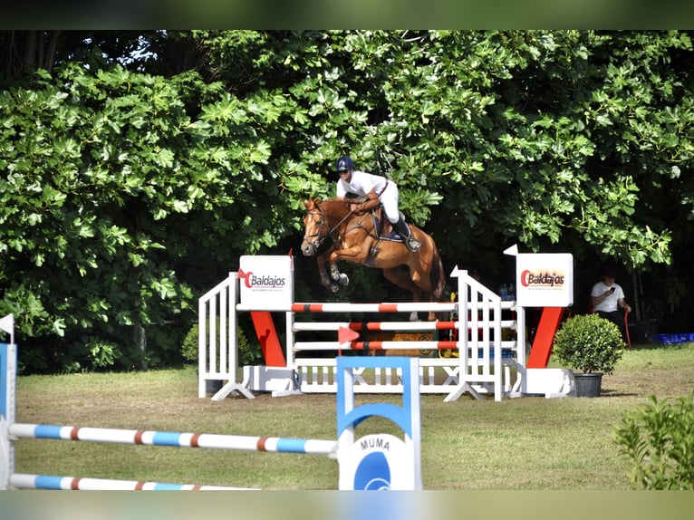 Anglo-Arabo Wallach 14 Jahre 165 cm Fuchs in Fuente El Saz De Jarama