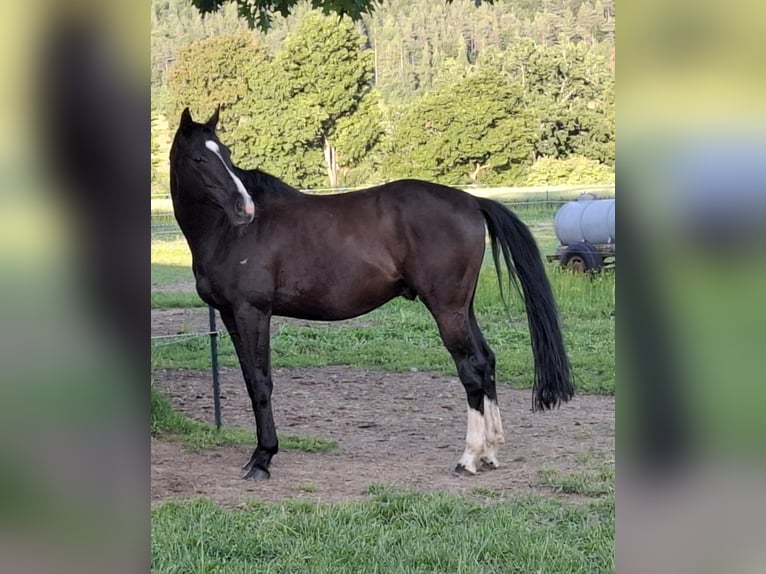 Anglo-Arabo Wallach 15 Jahre 158 cm Schwarzbrauner in Wildberg