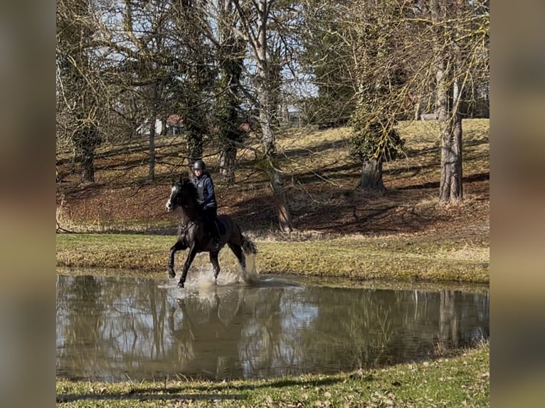 Anglo-Arabo Wallach 15 Jahre 158 cm Schwarzbrauner in Wildberg