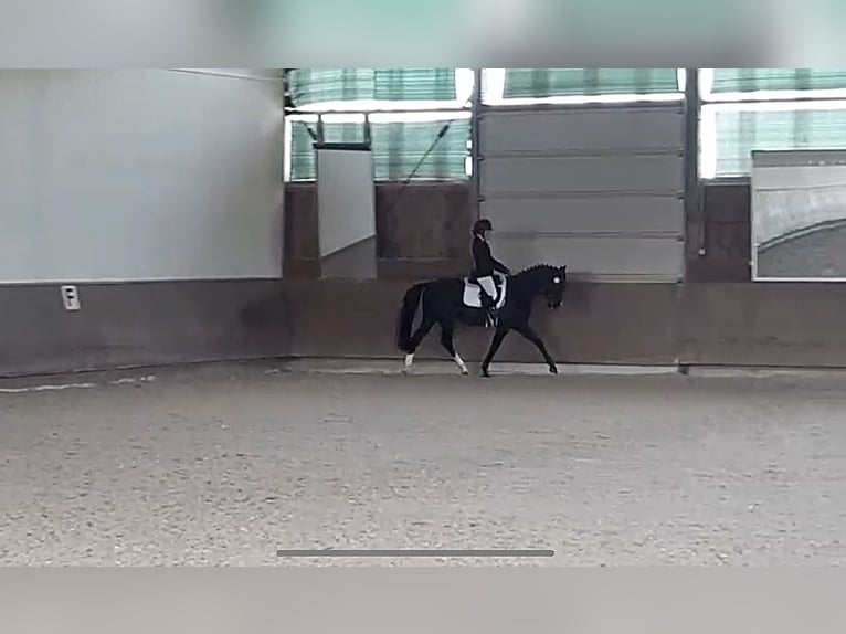 Anglo-Arabo Wallach 15 Jahre 158 cm Schwarzbrauner in Wildberg