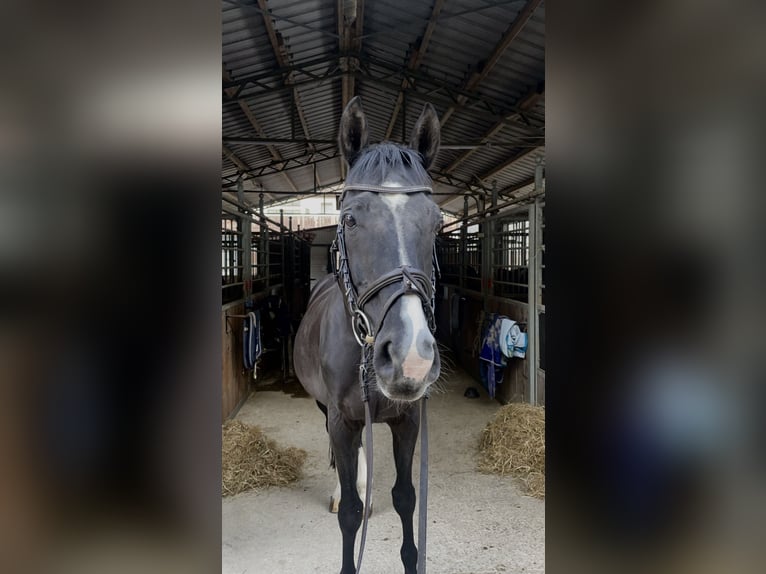 Anglo-Arabo Wallach 15 Jahre 158 cm Schwarzbrauner in Wildberg