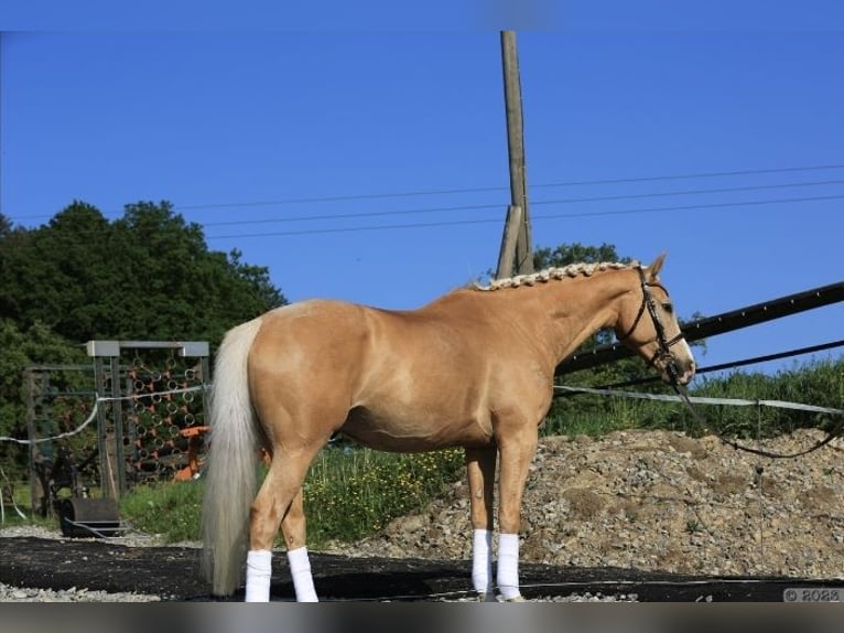 Anglo-Arabo Wallach 15 Jahre 165 cm Palomino in Rottweil