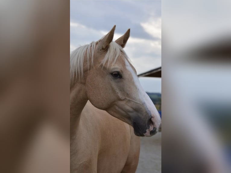 Anglo-Arabo Wallach 15 Jahre 165 cm Palomino in Rottweil