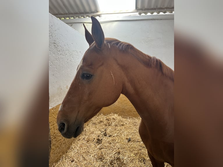 Anglo-Arabo Wallach 17 Jahre 164 cm Fuchs in Sanlucar De Barrameda