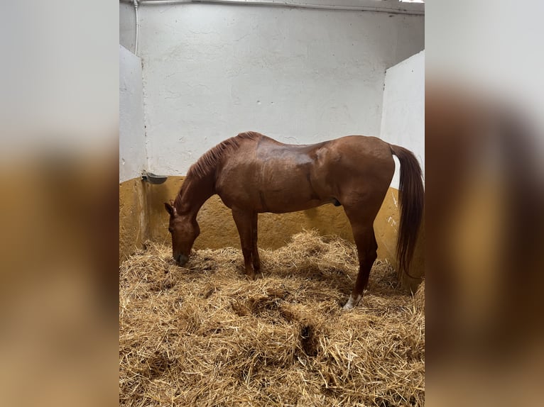 Anglo-Arabo Wallach 17 Jahre 164 cm Fuchs in Sanlucar De Barrameda