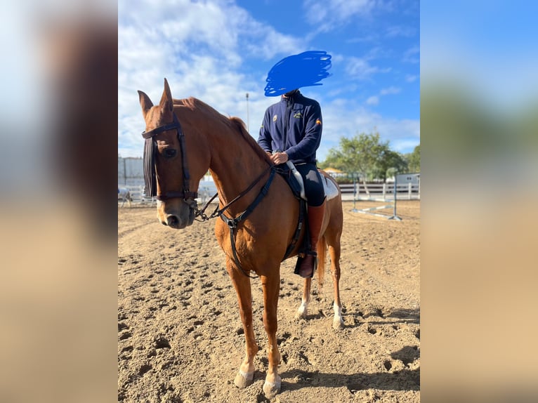 Anglo-Arabo Wallach 17 Jahre 164 cm Fuchs in Sanlucar De Barrameda