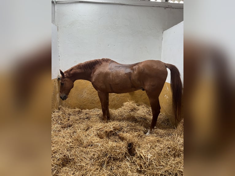 Anglo-Arabo Wallach 17 Jahre 164 cm Fuchs in Sanlucar De Barrameda