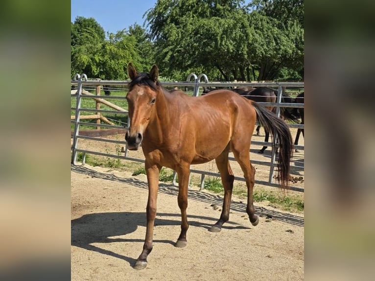 Anglo-Arabo Wallach 2 Jahre 150 cm Brauner in Ursensollen Anglo-Arabo Wallach 2 Jahre 150 cm Brauner in Ursensollen