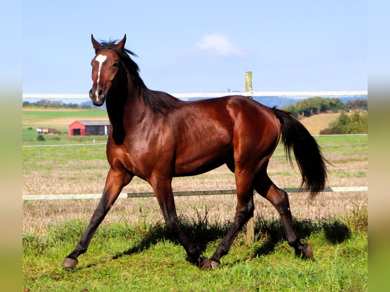 Anglo-Arabo Wallach 2 Jahre 160 cm Dunkelbrauner in Kehl