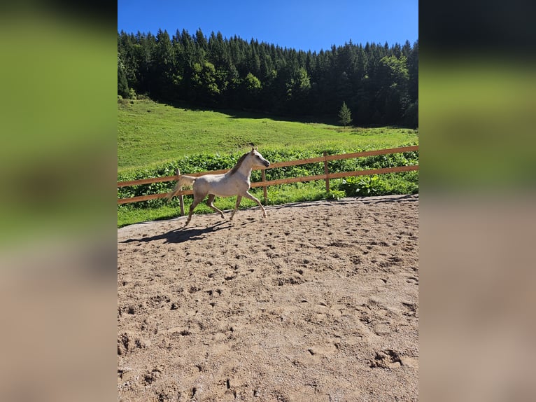 Anglo-Arabo Wallach 2 Jahre 160 cm Kann Schimmel werden in Achenkirch