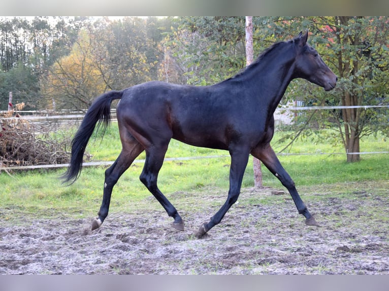 Anglo-Arabo Wallach 2 Jahre 162 cm Rappe in Tuczepy Anglo-Arabo Wallach 2 Jahre 162 cm Rappe in Tuczepy