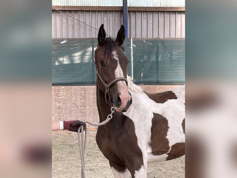 Anglo-Arabo Wallach 2 Jahre 167 cm Schecke in Bad Oldesloe