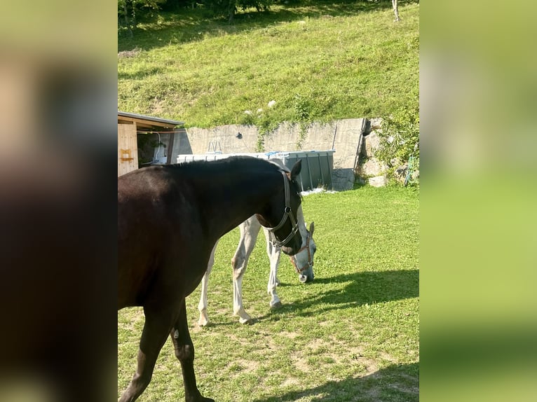 Anglo-Arabo Mix Wallach 3 Jahre 141 cm Schimmel in Begunje na Gorenjskem