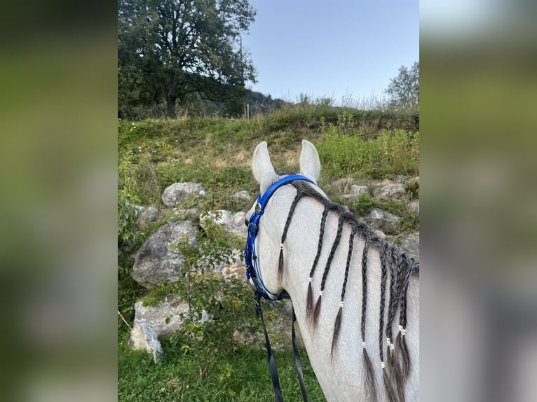 Anglo-Arabo Mix Wallach 3 Jahre 141 cm Schimmel in Begunje na Gorenjskem