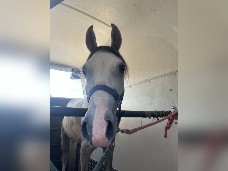 Anglo-Arabo Mix Wallach 3 Jahre 141 cm Schimmel in Begunje na Gorenjskem