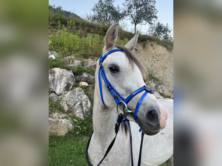 Anglo-Arabo Mix Wallach 3 Jahre 141 cm Schimmel in Begunje na Gorenjskem