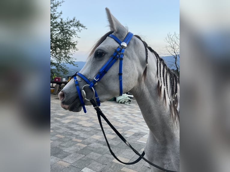 Anglo-Arabo Mix Wallach 3 Jahre 141 cm Schimmel in Begunje na Gorenjskem