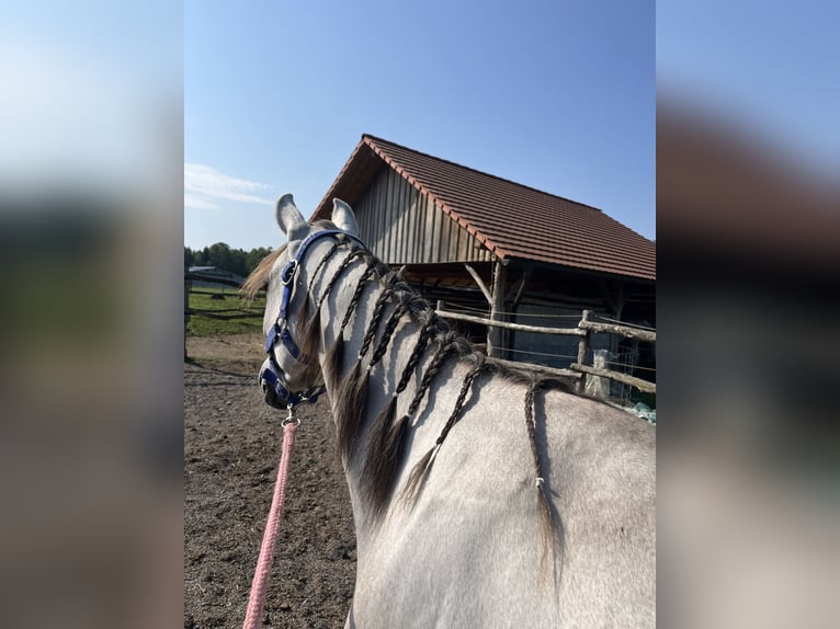 Anglo-Arabo Mix Wallach 3 Jahre 141 cm Schimmel in Begunje na Gorenjskem