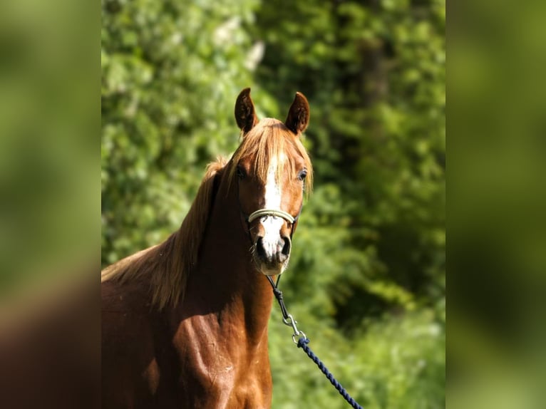 Anglo-Arabo Wallach 3 Jahre 158 cm Fuchs in Lahntal